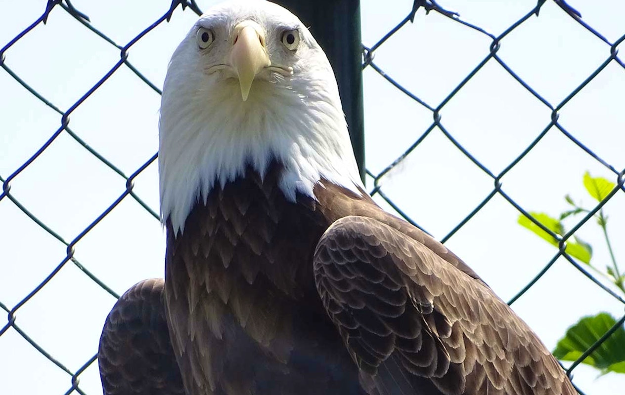 Entreeticket Dierenpark Blanckendaell