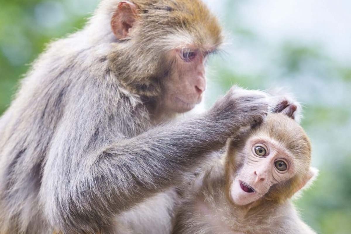 Entreeticket Dierenpark Blanckendaell