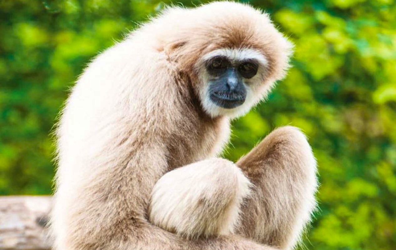 Entreeticket Dierenpark Blanckendaell