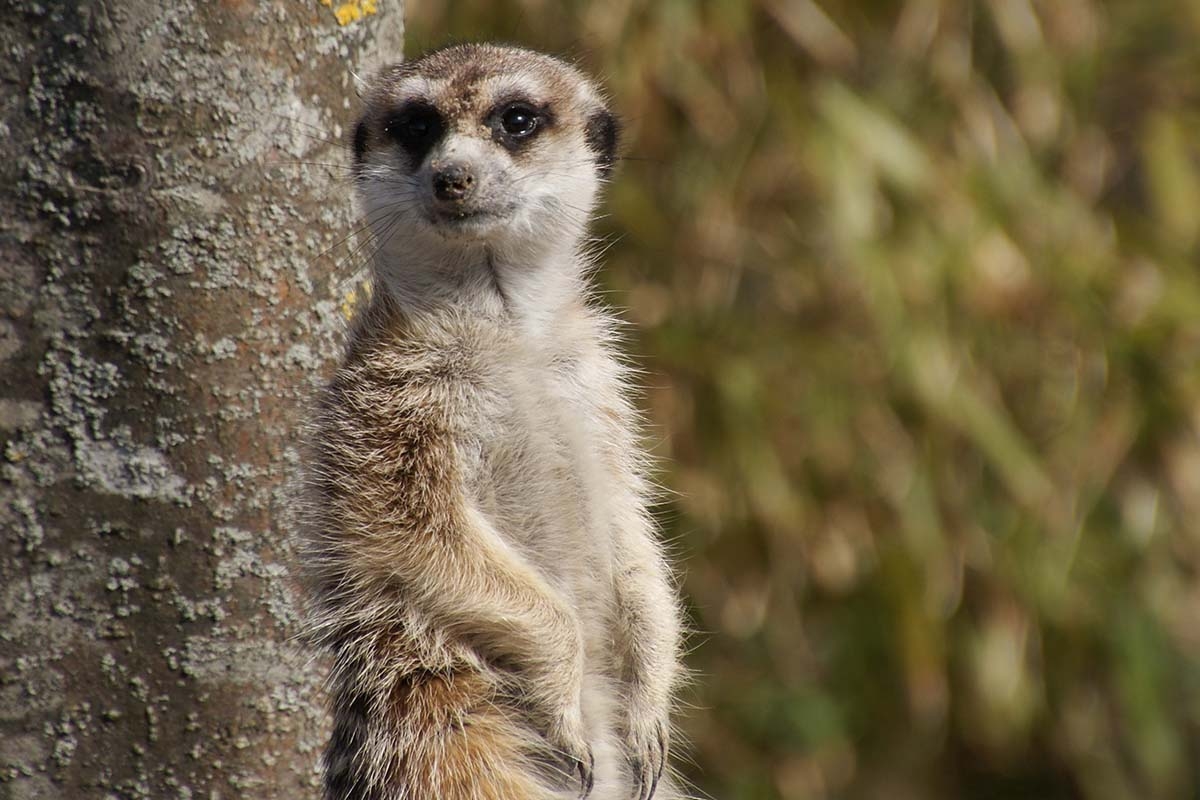 Entreeticket Dierenpark Blanckendaell