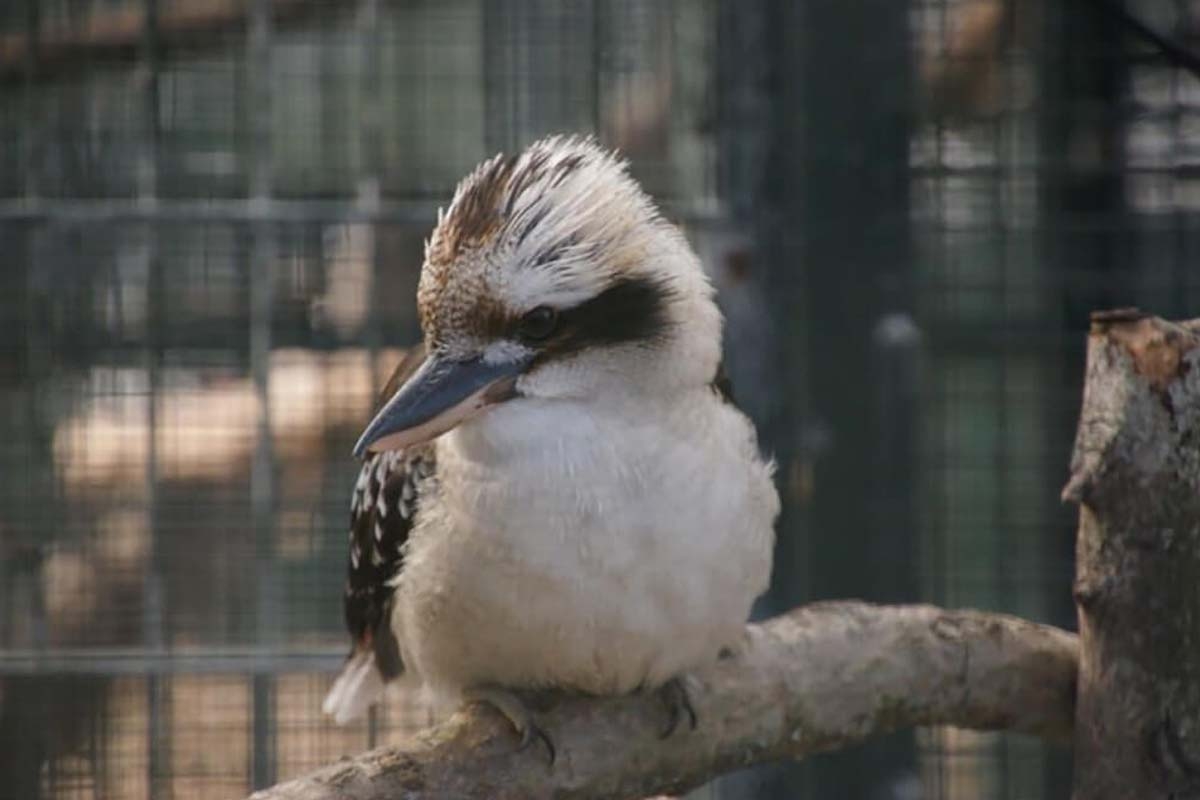 Entreeticket Dierenpark Blanckendaell