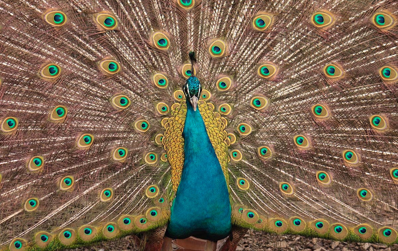 Entreeticket Dierenpark Blanckendaell