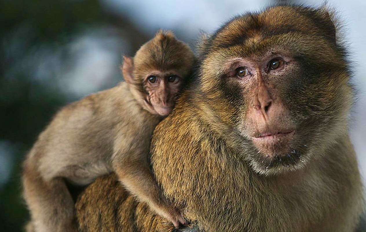 Entreeticket Dierenpark Blanckendaell