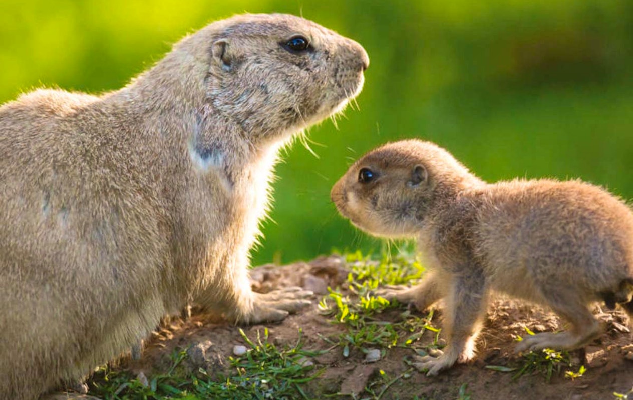 Entreeticket Dierenpark Blanckendaell
