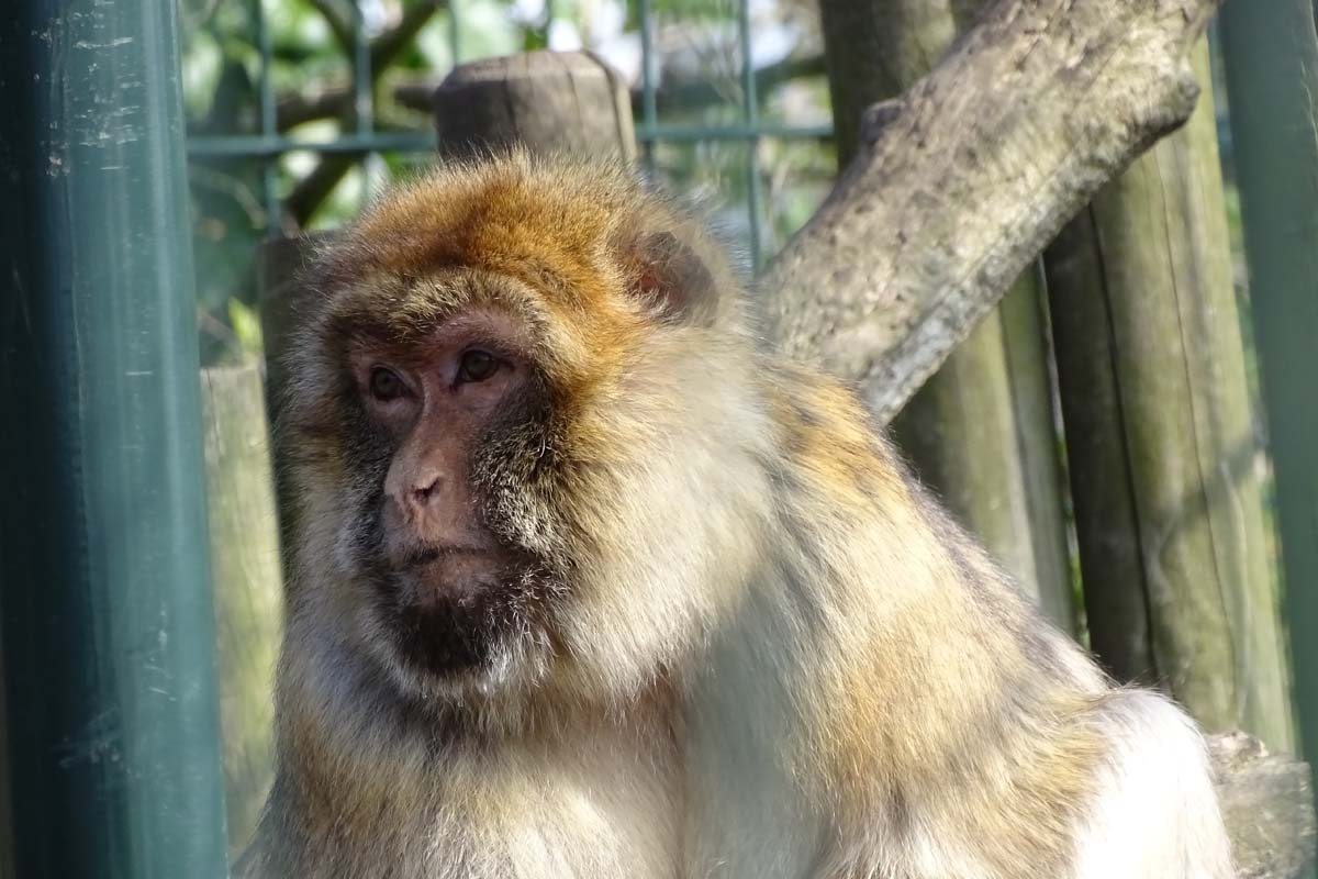 Entreeticket Dierenpark Blanckendaell