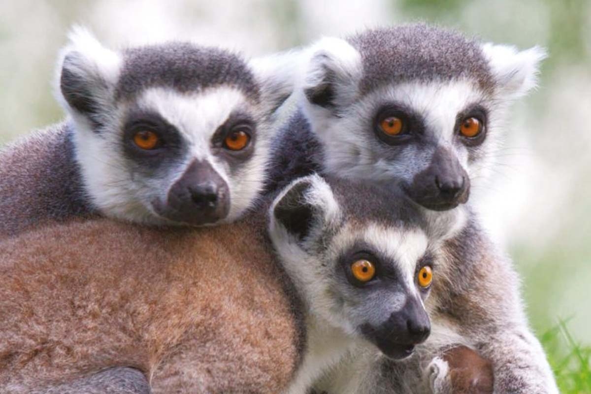 Entreeticket Dierenpark Blanckendaell