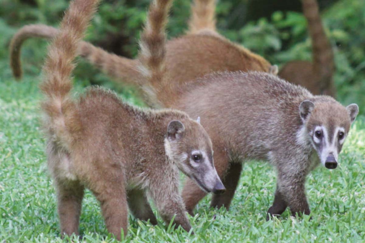 Entreeticket Dierenpark Blanckendaell