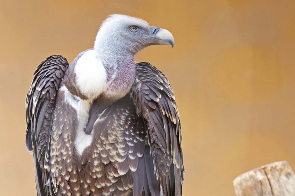 Entreeticket Dierenpark Blanckendaell