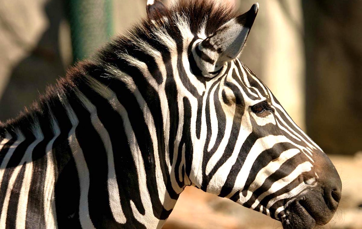 Entreeticket Dierenpark Blanckendaell