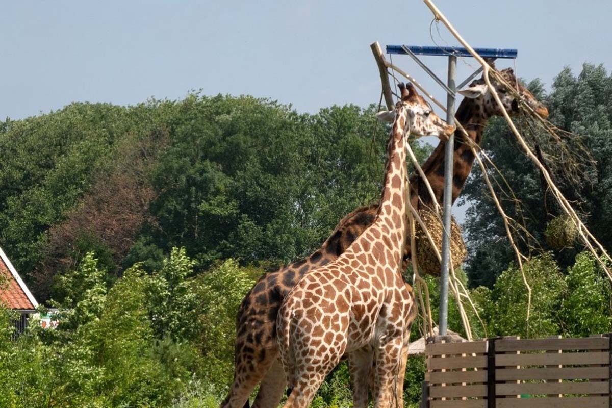 Entreeticket Dierenpark Blanckendaell