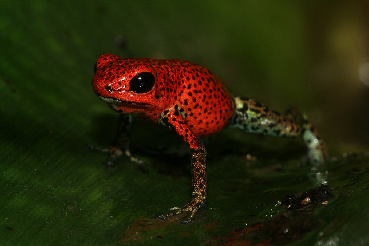 Entreeticket Dierenpark de Oliemeulen