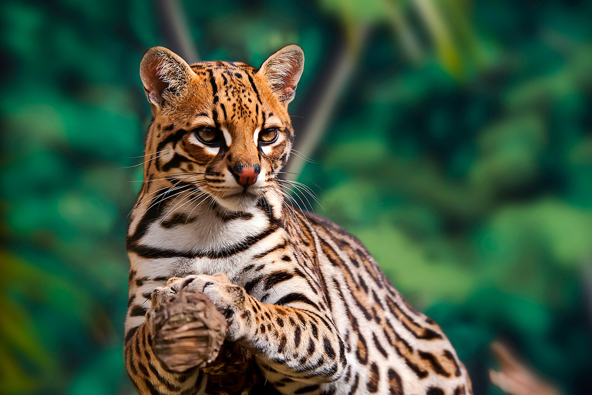 Entreeticket Dierenpark de Oliemeulen