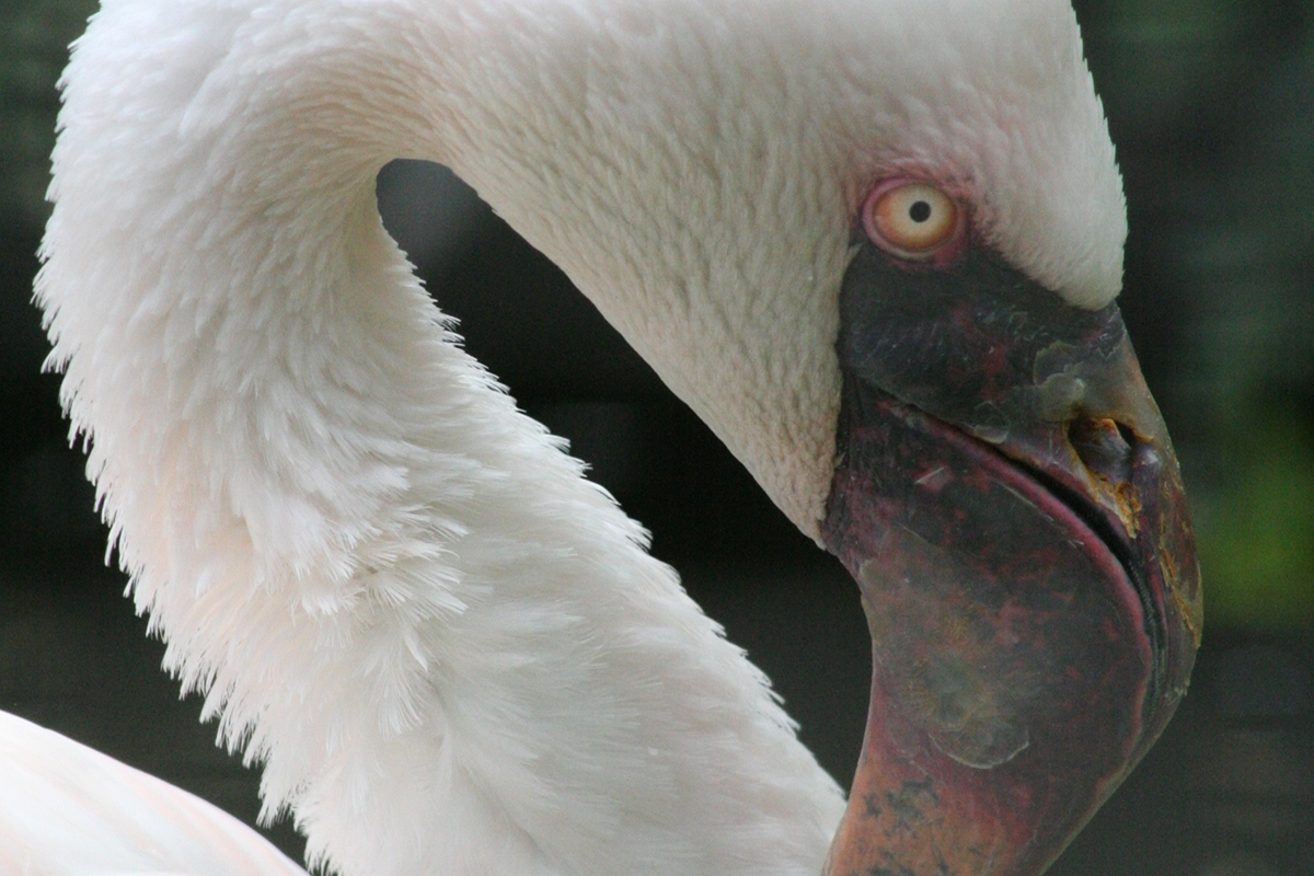 Entreeticket Dierenpark de Oliemeulen