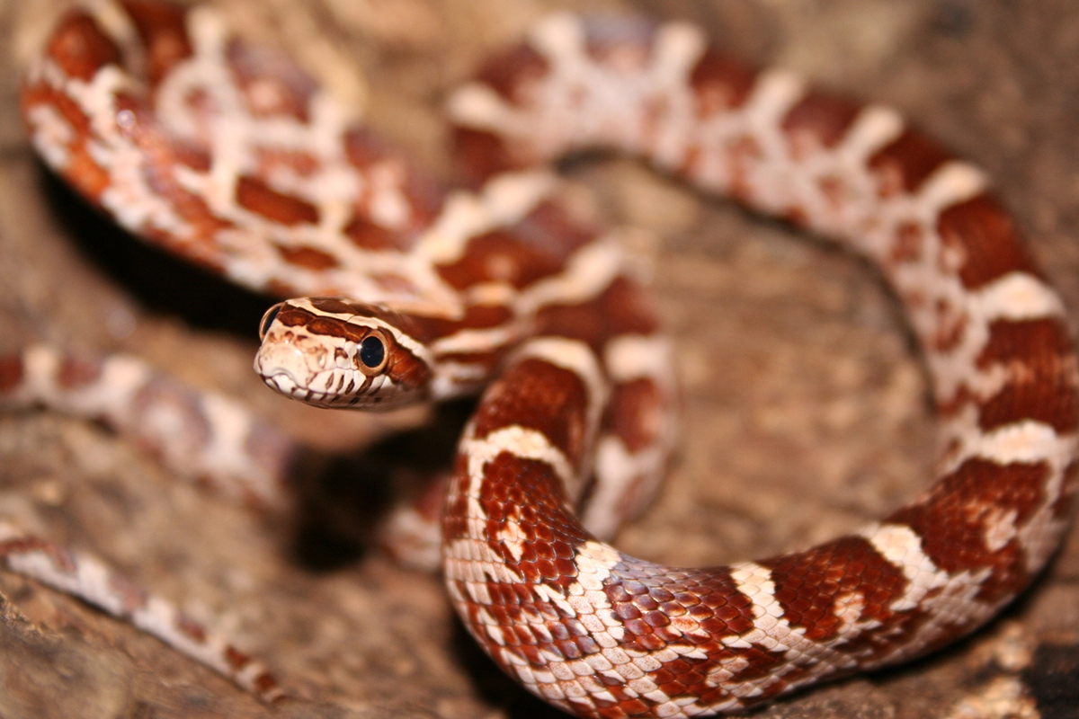 Entreeticket Dierenpark de Oliemeulen