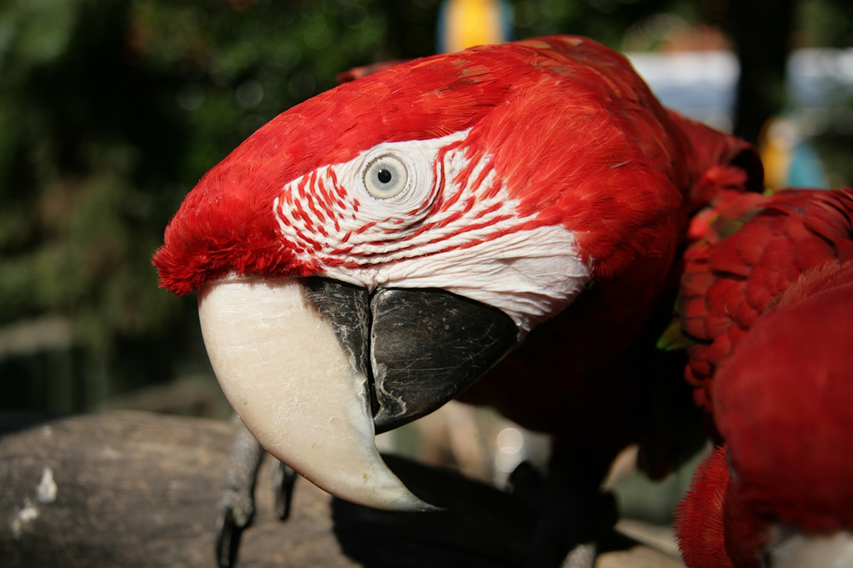 Entreeticket Dierenpark de Oliemeulen
