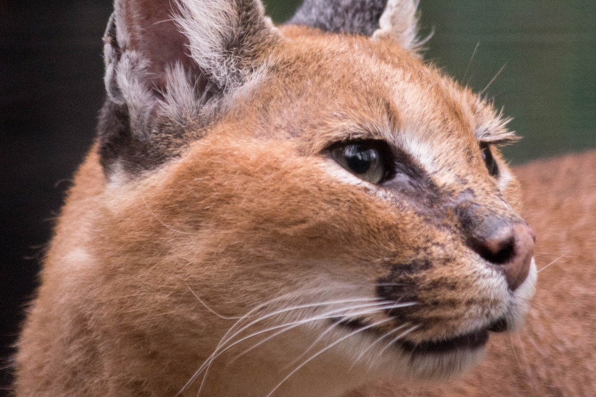 Entreeticket Dierenpark de Oliemeulen