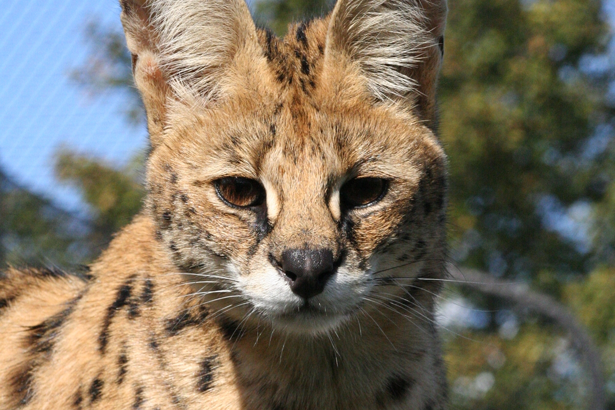 Entreeticket Dierenpark de Oliemeulen