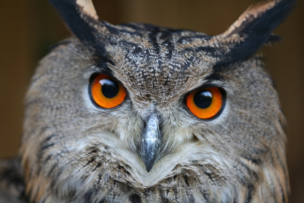Entreeticket Dierenpark de Oliemeulen