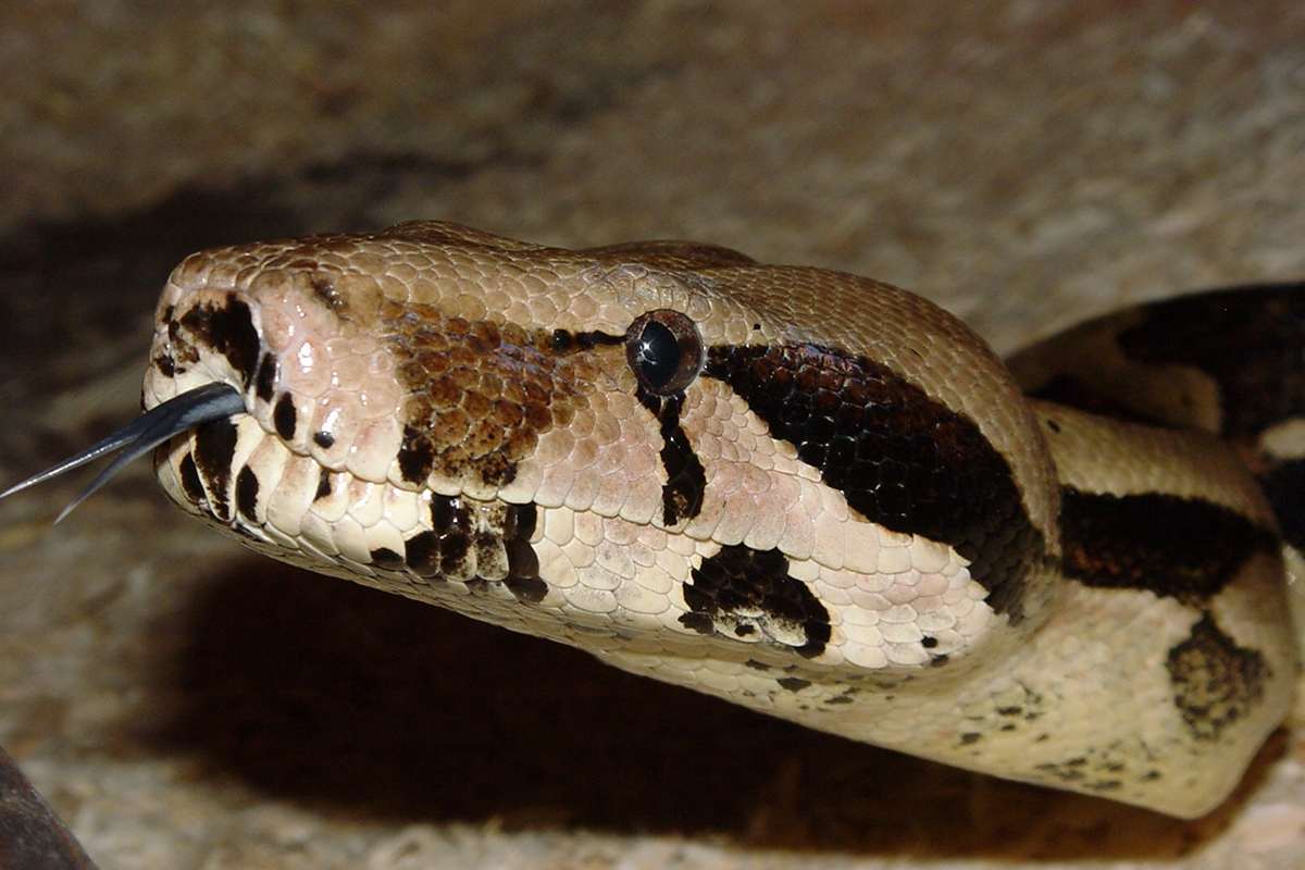 Entreeticket Dierenpark de Oliemeulen