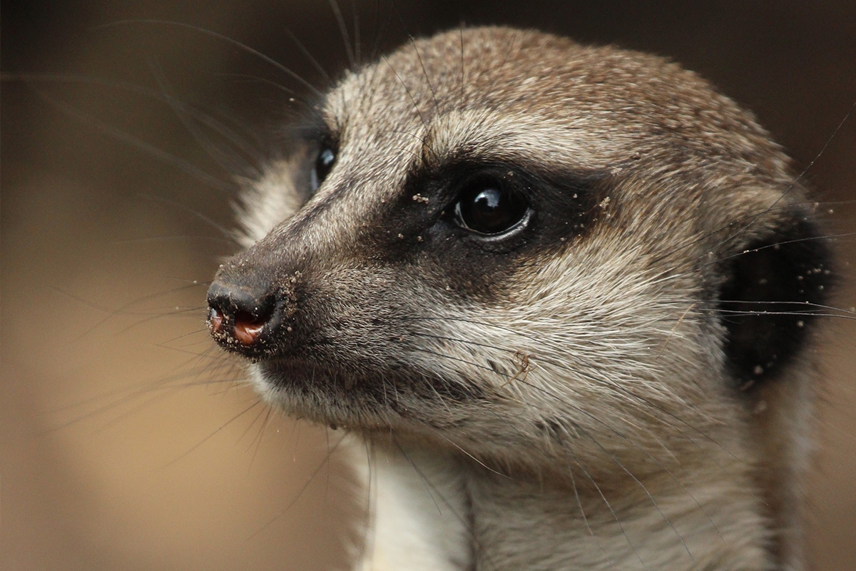 Entreeticket Dierenpark de Oliemeulen