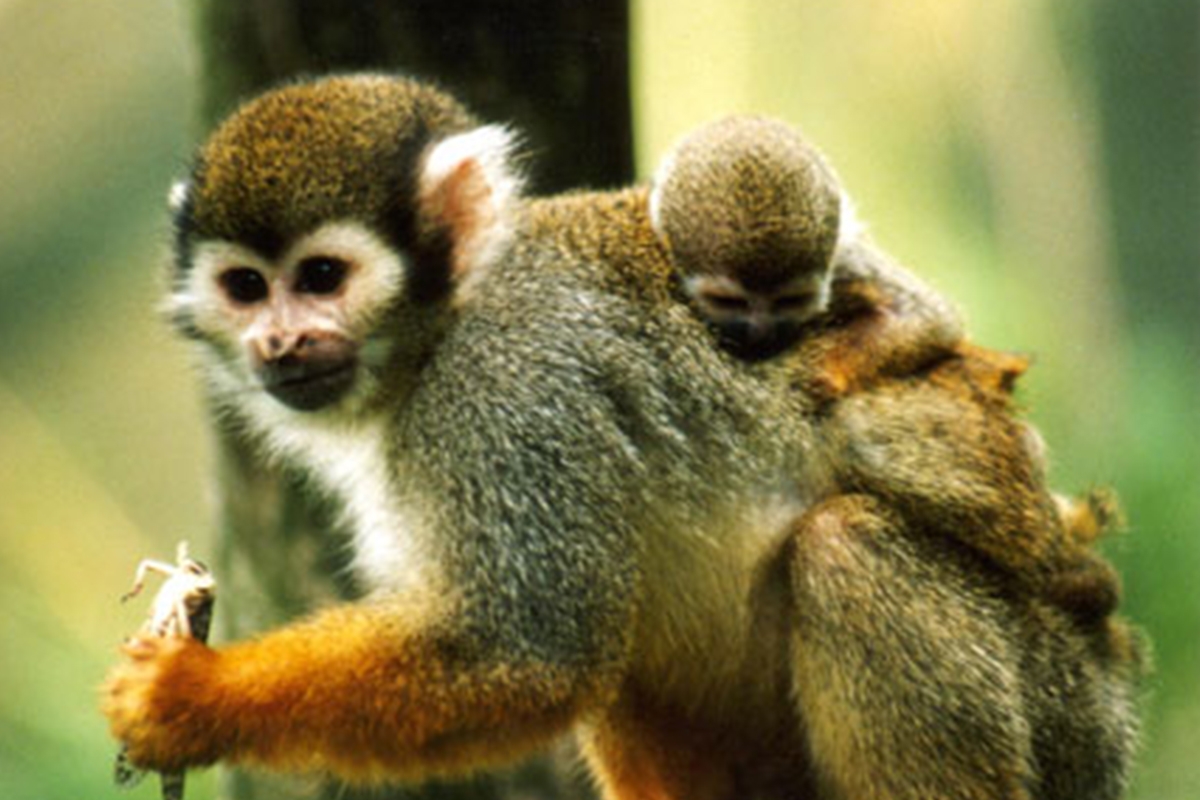 Entreeticket Dierenpark de Oliemeulen