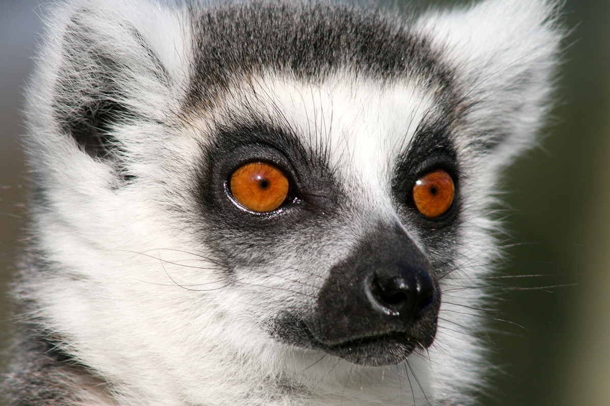 Entreeticket Dierenpark de Oliemeulen