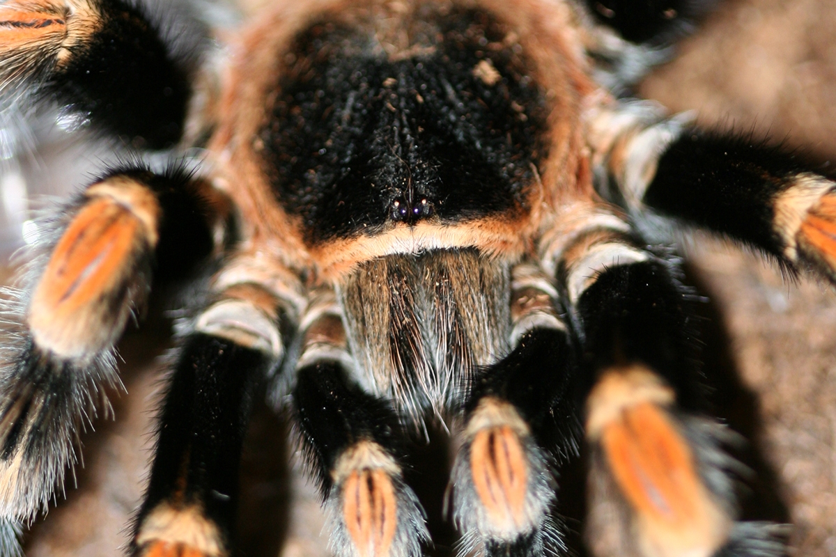 Entreeticket Dierenpark de Oliemeulen