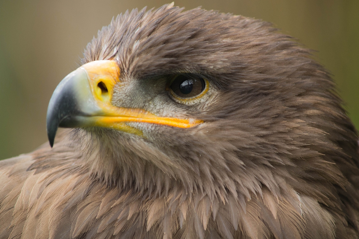 Entreeticket Dierenpark de Oliemeulen
