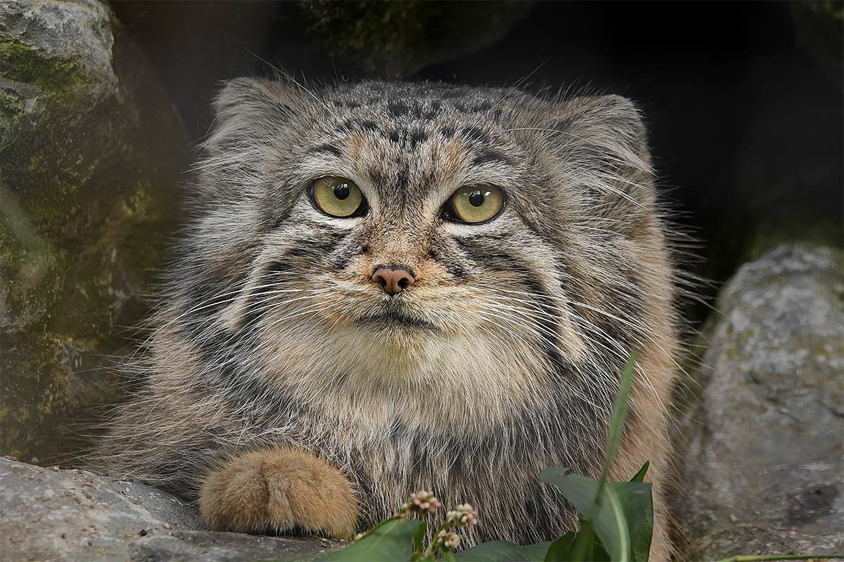 Entreeticket Dierenpark Zie-ZOO