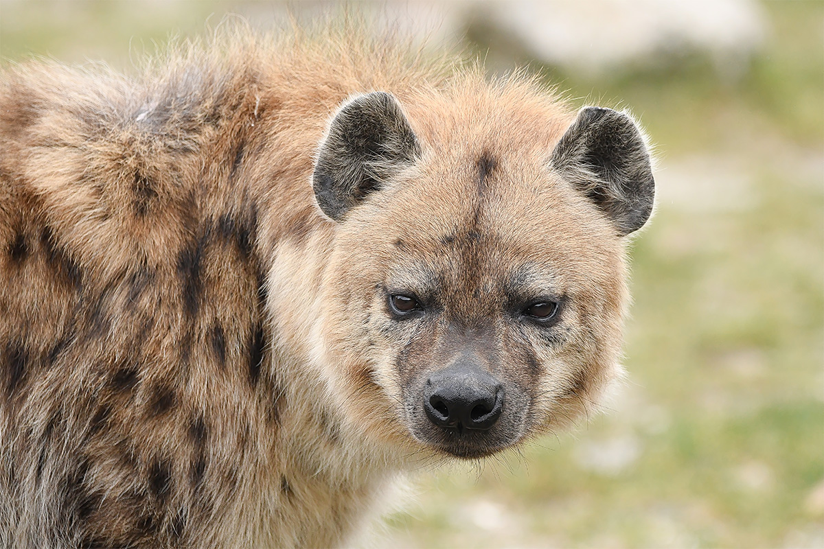 Entreeticket Dierenpark Zie-ZOO