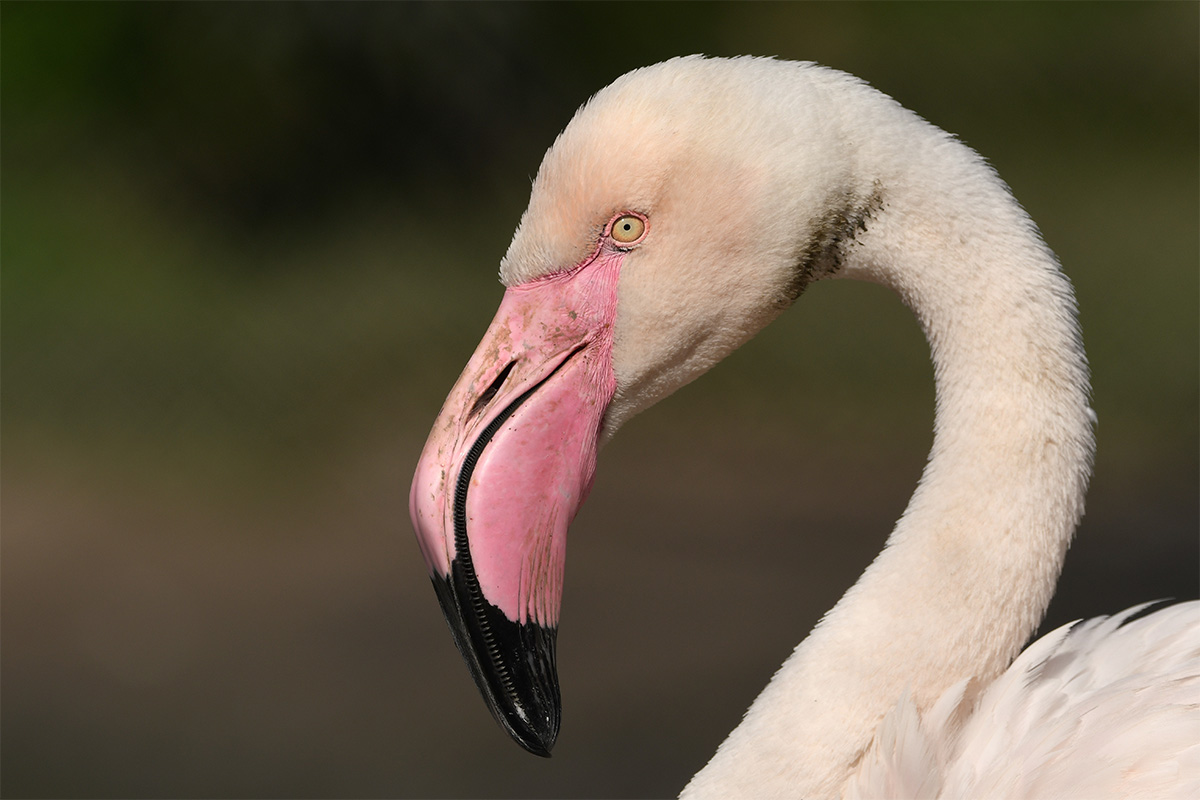 Entreeticket Dierenpark Zie-ZOO