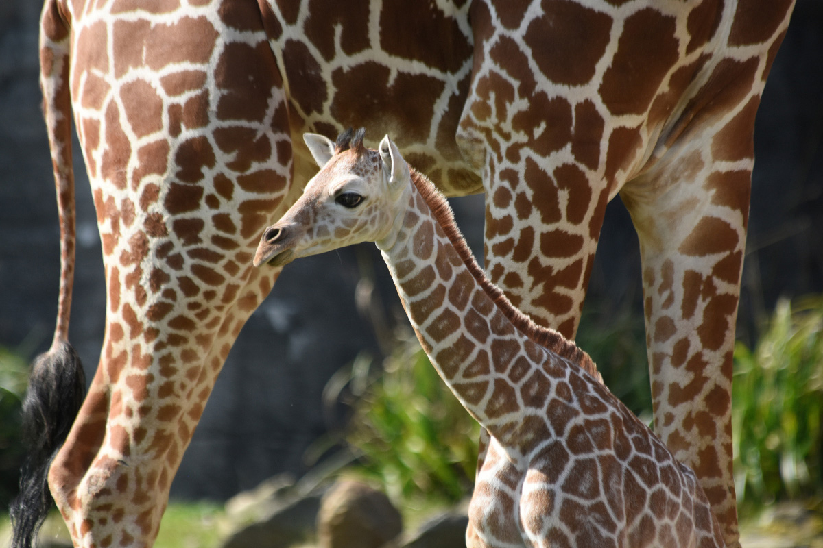 Entreeticket Diergaarde Blijdorp