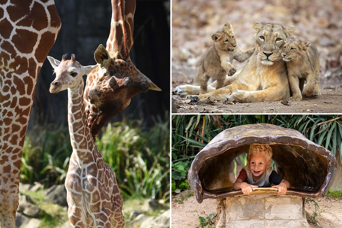 Entreeticket Diergaarde Blijdorp