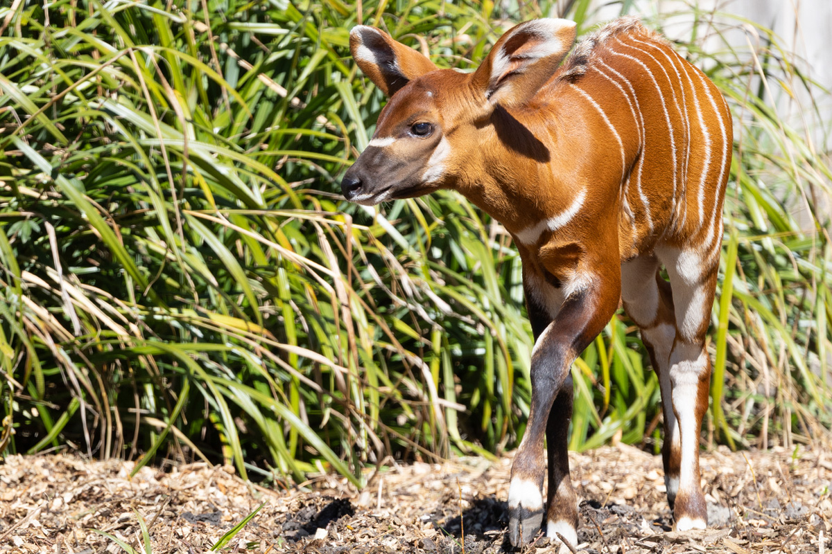 Entreeticket Diergaarde Blijdorp