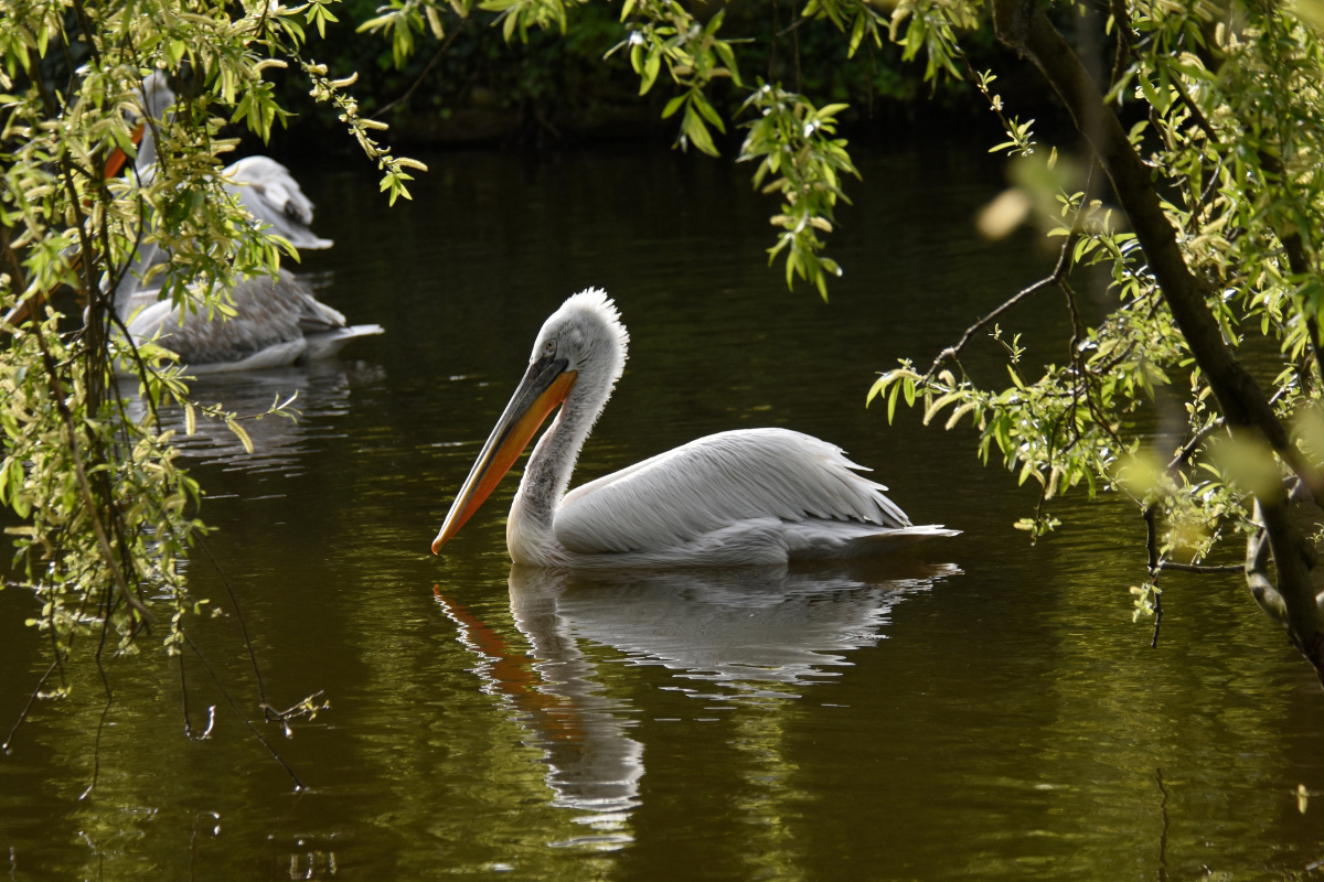 Entreeticket Diergaarde Blijdorp
