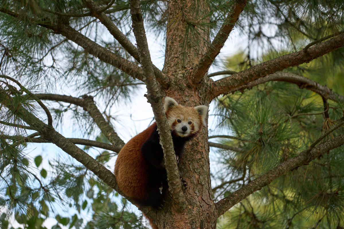 Entreeticket Diergaarde Blijdorp