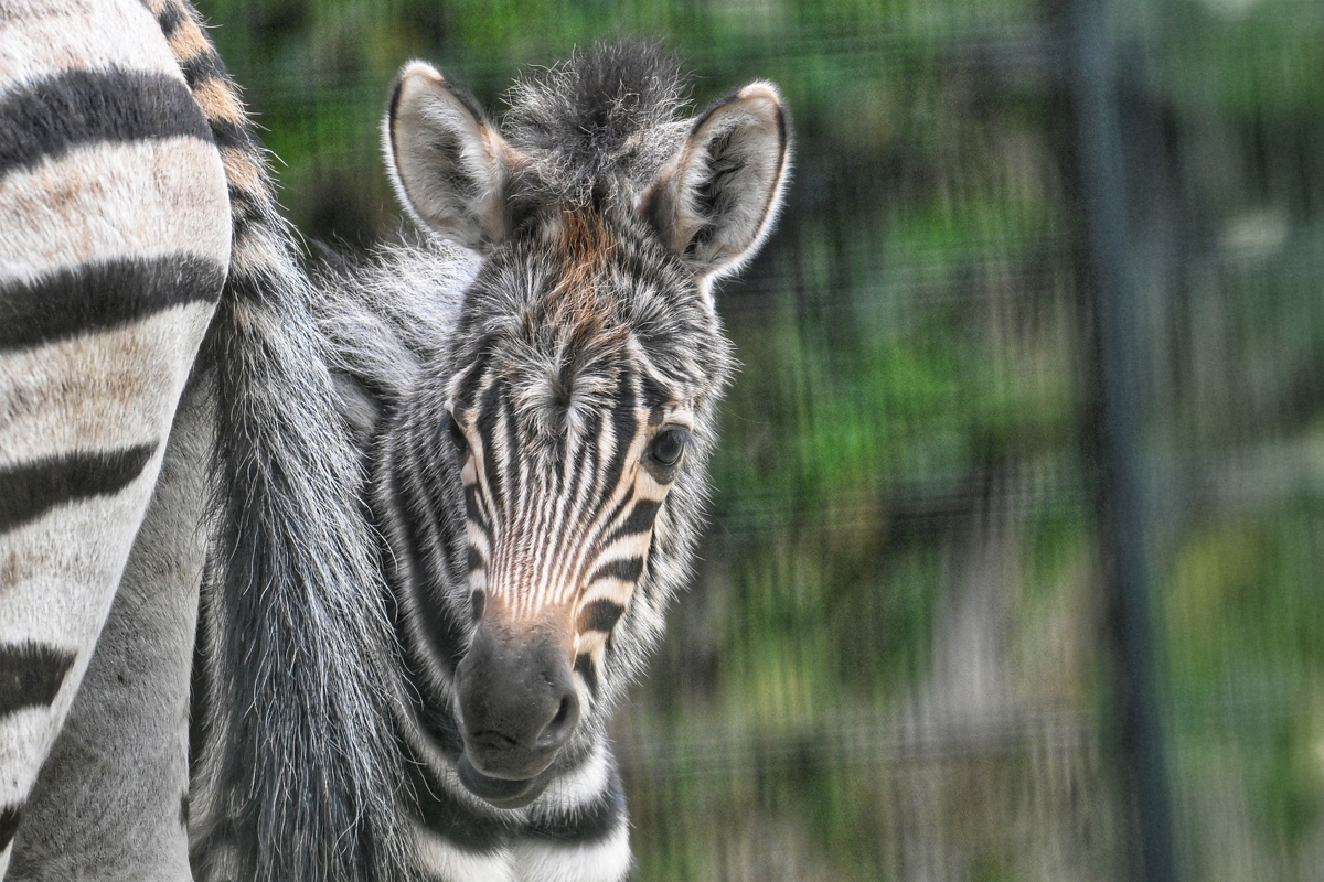 Entreeticket Diergaarde Blijdorp