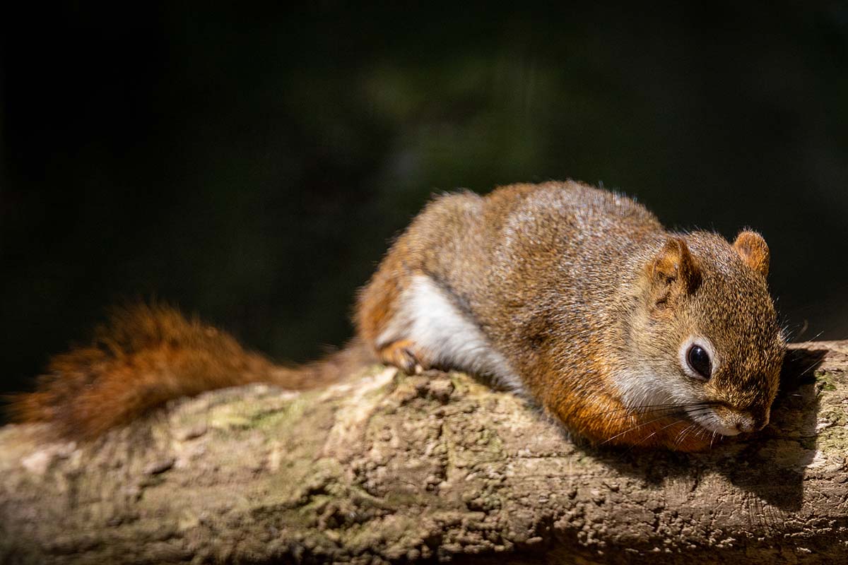 Entreeticket DoeZoo in Leens