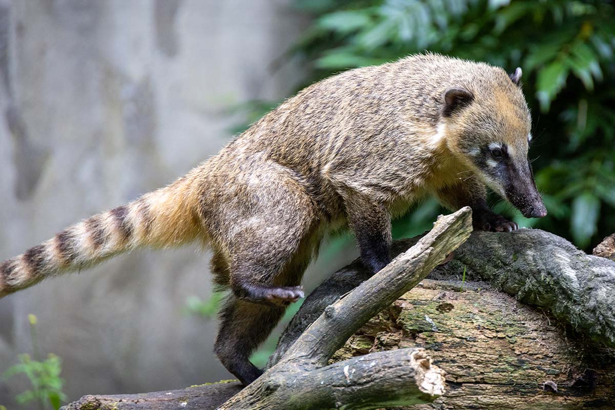 Entreeticket DoeZoo in Leens