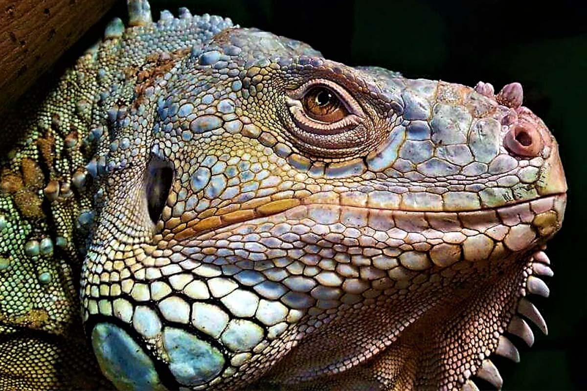 Entreeticket DoeZoo in Leens