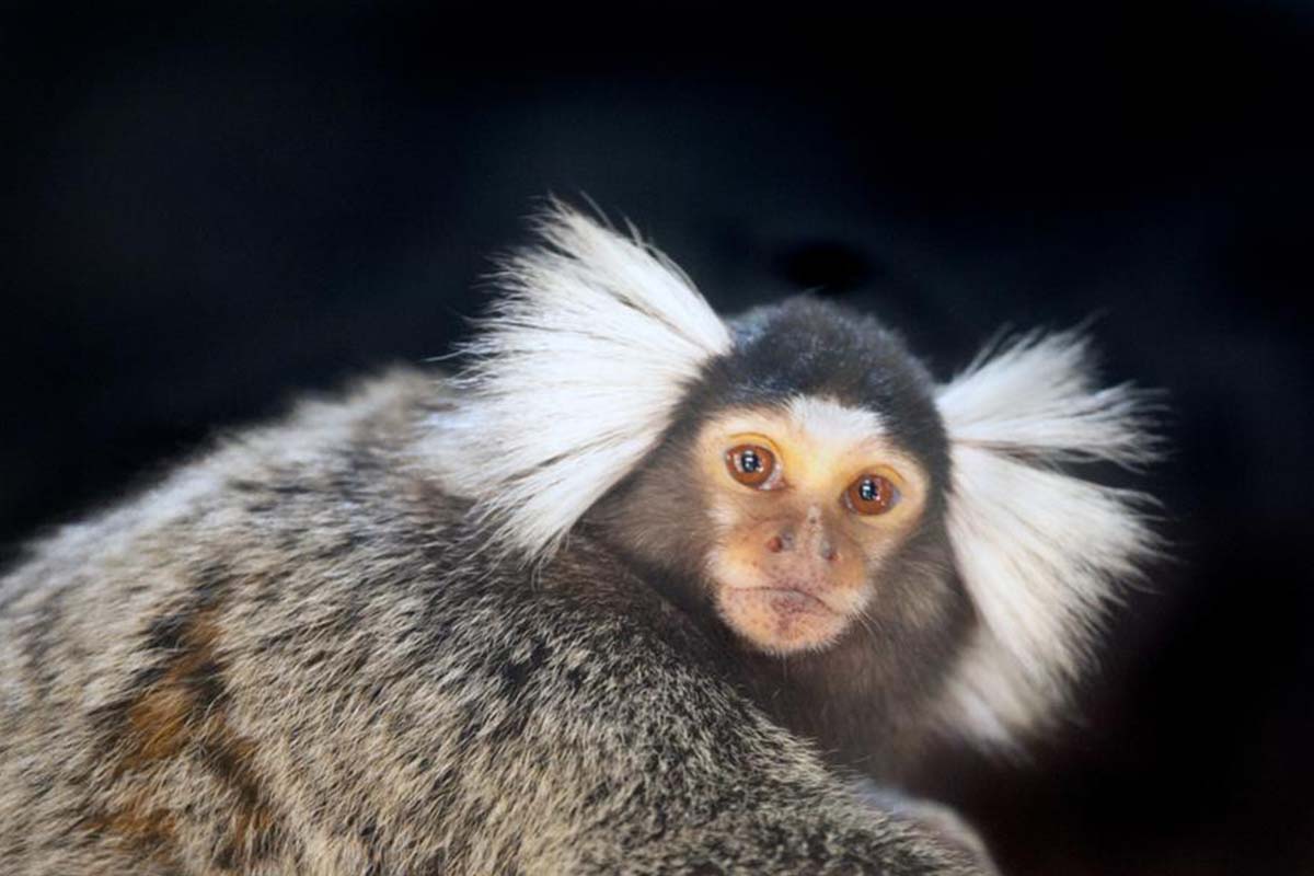 Entreeticket DoeZoo in Leens