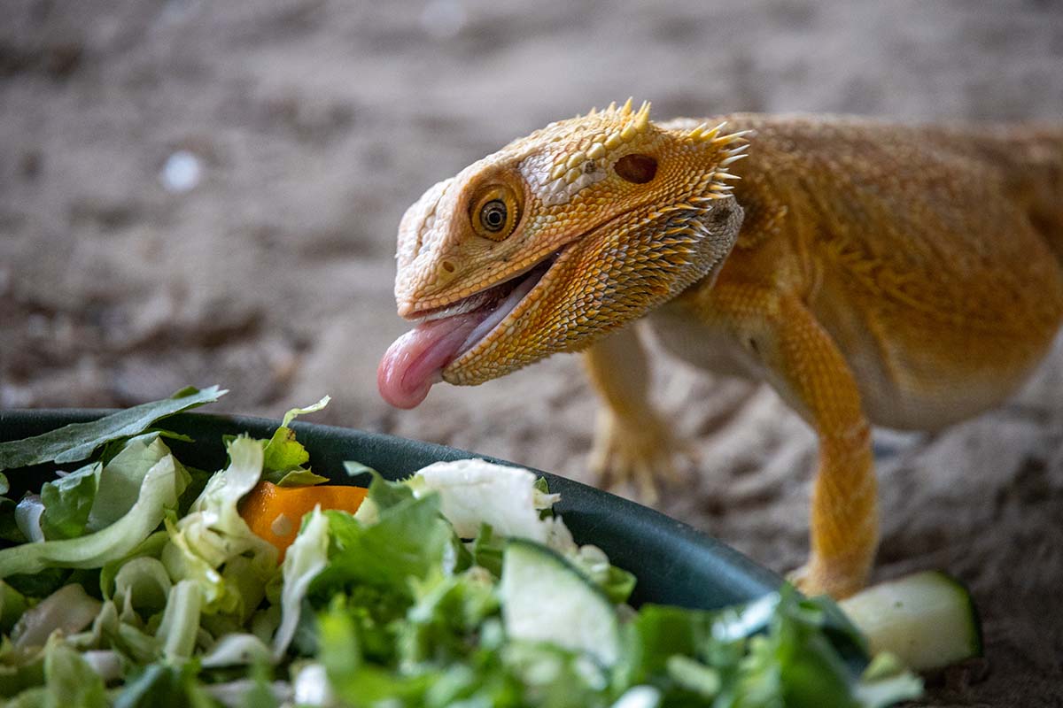 Entreeticket DoeZoo in Leens