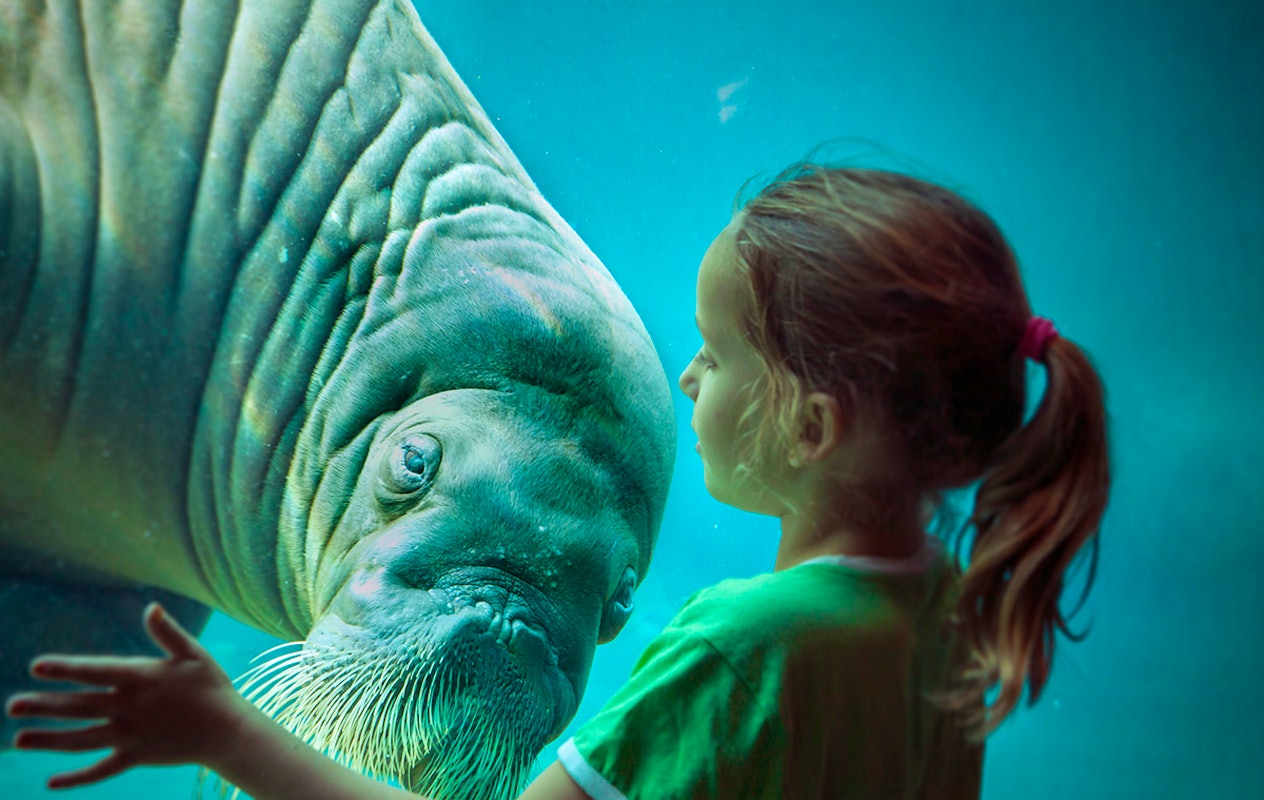 Entreeticket Dolfinarium