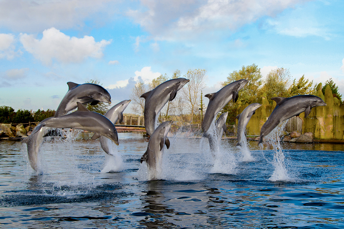 Entreeticket Dolfinarium