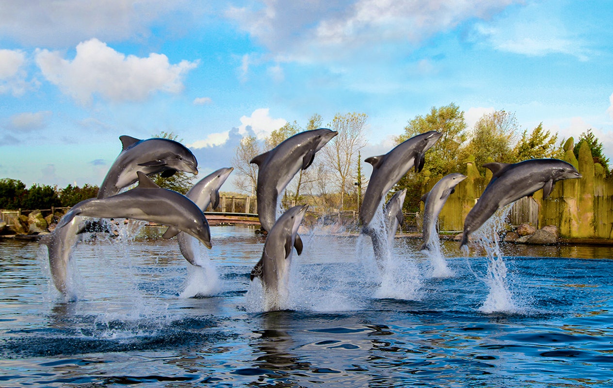 Entreeticket Dolfinarium