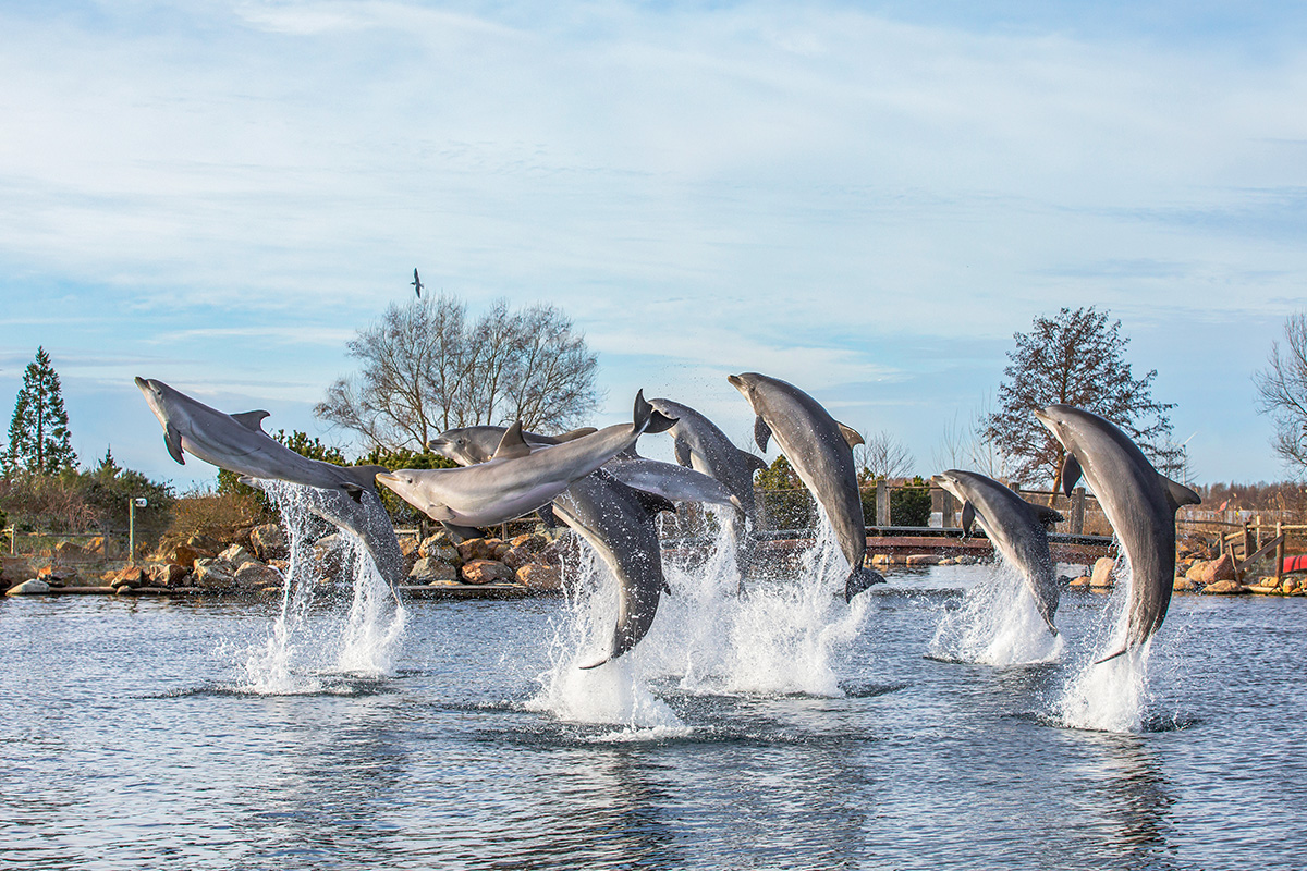 Entreeticket Dolfinarium