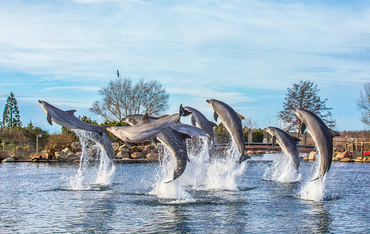 Entreeticket Dolfinarium