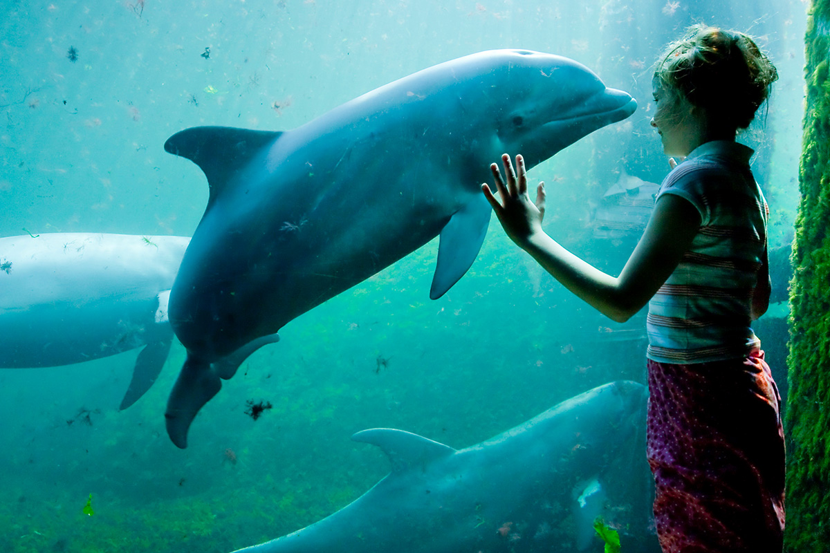 Entreeticket Dolfinarium