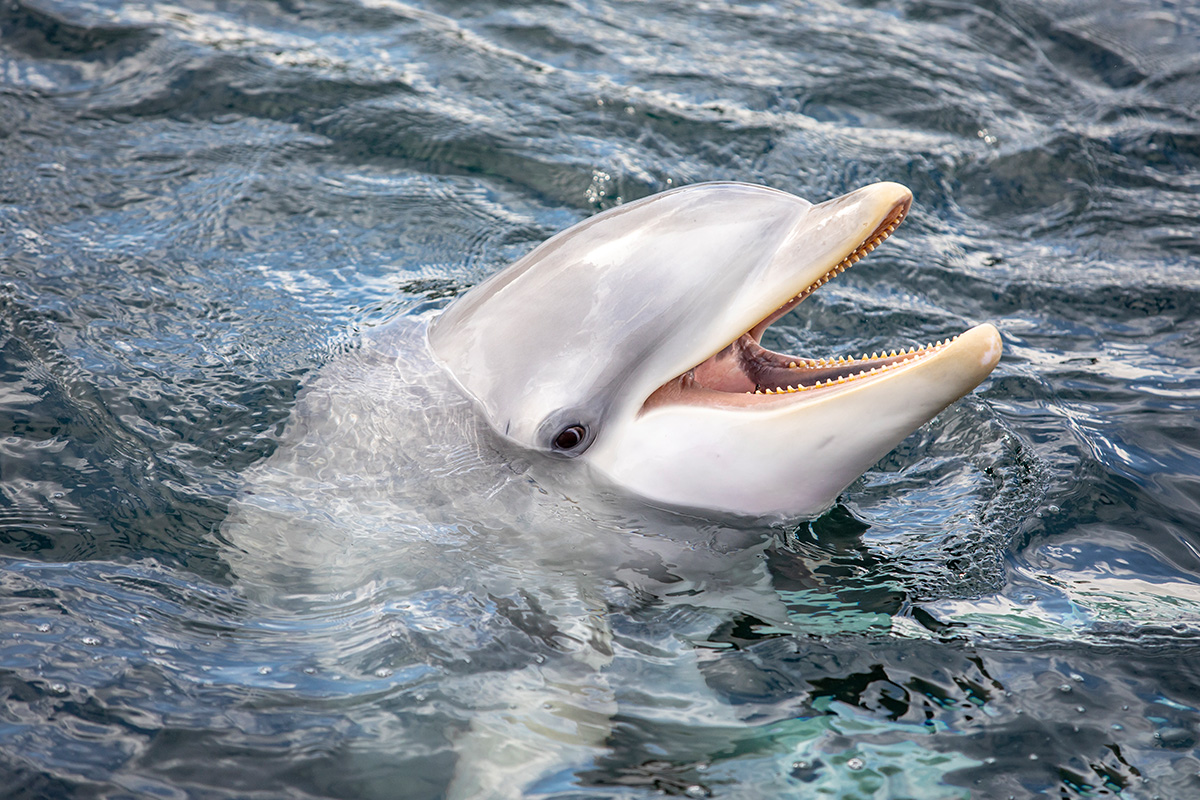 Entreeticket Dolfinarium