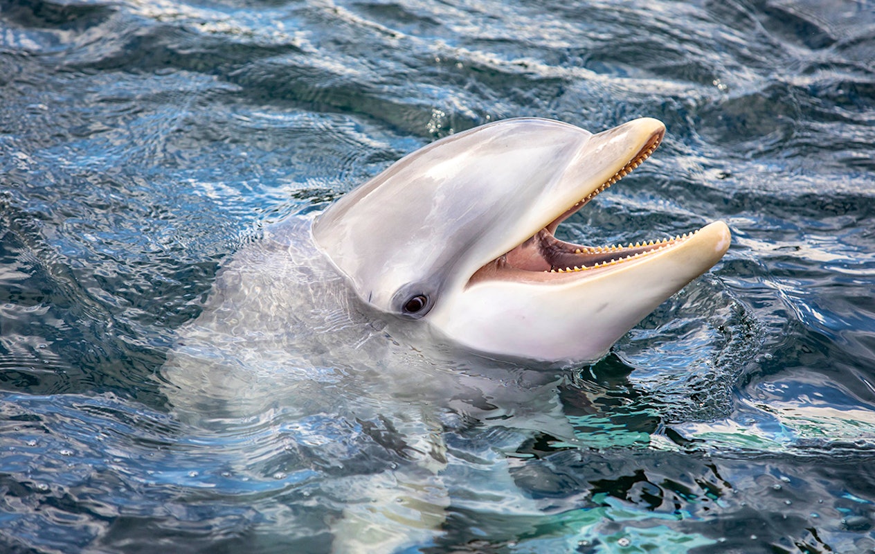 Entreeticket Dolfinarium